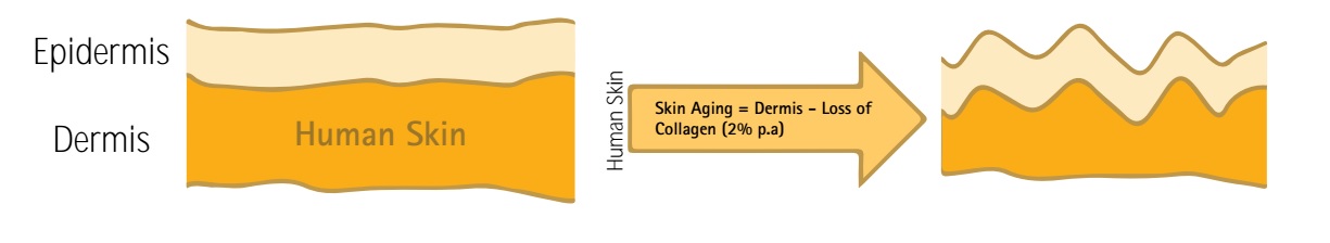 nutricosmetics, Giải pháp Nutricosmetics